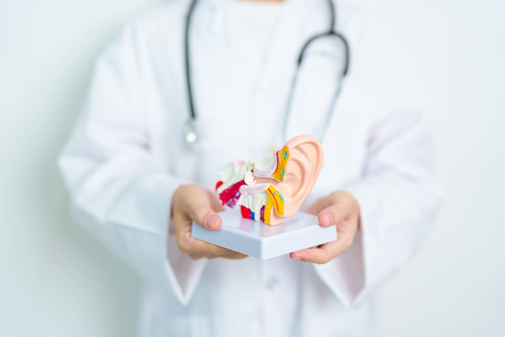 Médico en bata blanca sujetando un prototipo de oído interno y externo.