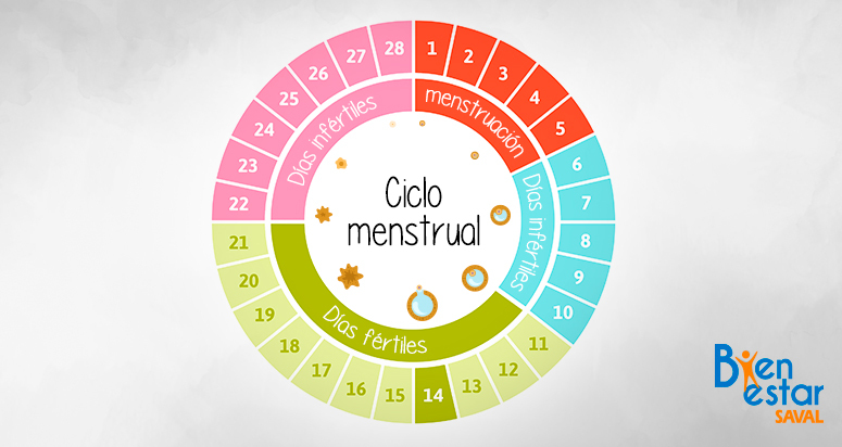 ciclo menstrual bienestarsaval
