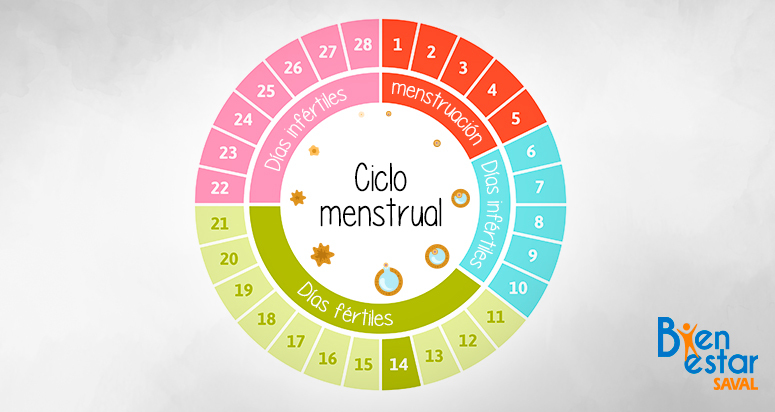 Ciclo de fertilidad de la mujer